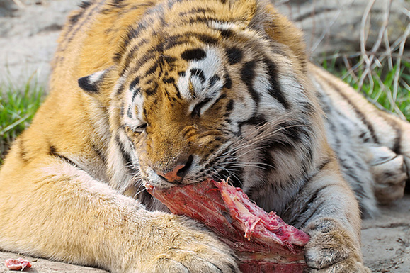 tiger eating elephant